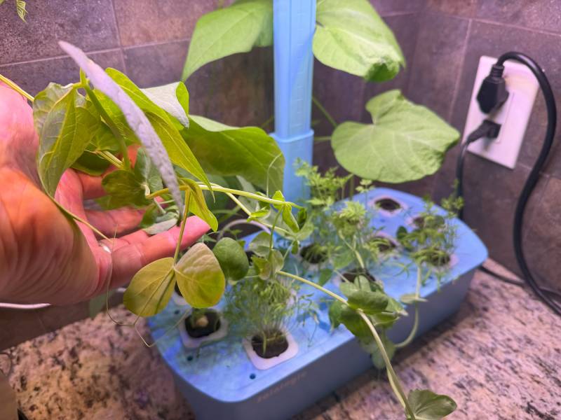 Sainlogic HY01 LED Hydroponics System Review: The (Almost) Perfect Indoor Seed Germinator 18 Plants growing in the Sainlogic HY01 LED Hydroponics System