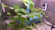 Sainlogic HY01 Hydroponics System