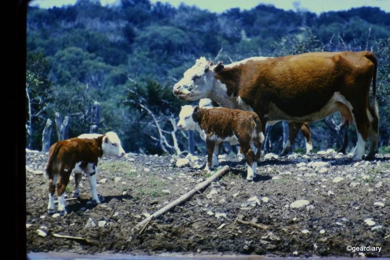 Photos scanned with the HP FilmScan 5 TouchScreen Film Scanner