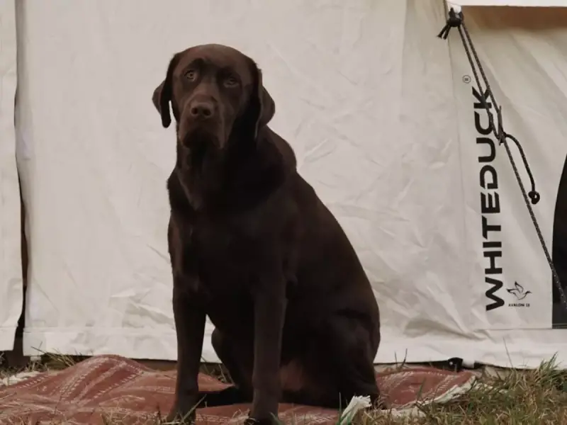 White Duck Outdoors Altimus Bell Tent Review and a Look at the Avalon Bell Tent: Premium Canvas Shelters That Redefine Glamping Comfort 2 White Duck Outdoors Avalon Bell Tent with a chocolate lab sitting to the side