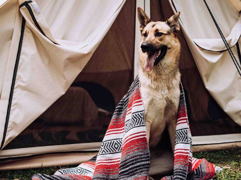 White Duck Outdoors Altimus Bell Tent Review and a Look at the Avalon Bell Tent: Premium Canvas Shelters That Redefine Glamping Comfort 63 Avalon Bell Tent