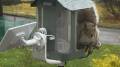 Kiwibit Beako Smart Bird Feeder with a visiting squirrel