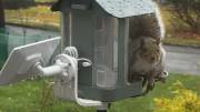 Kiwibit Beako Smart Bird Feeder with a visiting squirrel