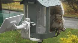 Kiwibit Beako Smart Bird Feeder with a visiting squirrel