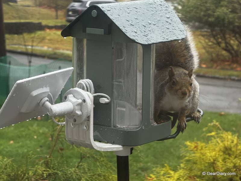 Kiwibit Beako Smart Bird Feeder Review: Beautiful Design, Great Camera, but Beware the Squirrels 9 Kiwibit Beako Smart Bird Feeder with a visiting squirrel