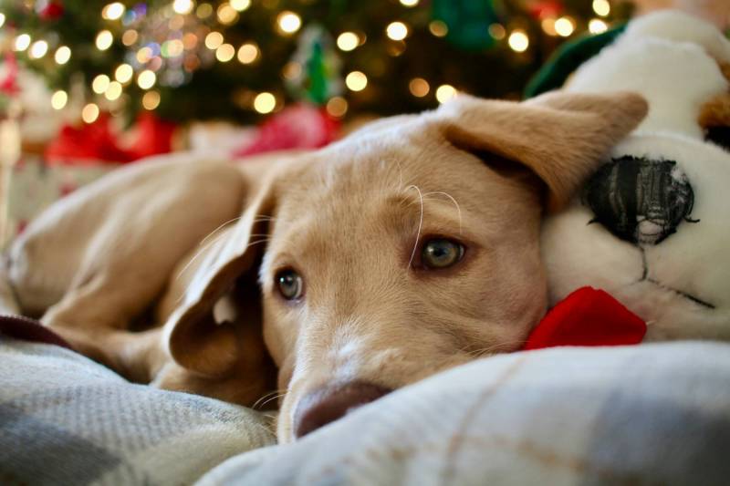 Gear Diary’s 2025 Holiday Gift Guide & Giveaway: Smart, Stylish, and Wellness-Boosting Gifts for Pet-Loving Homes 1 Holiday themed photo of a dog lying in front of a Christmas tree