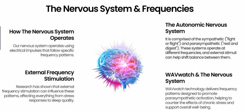 WAVwatch Review: Can a $697 Sound Frequency Watch Really Improve Your Health? 5 The nervous system and frequencies diagram