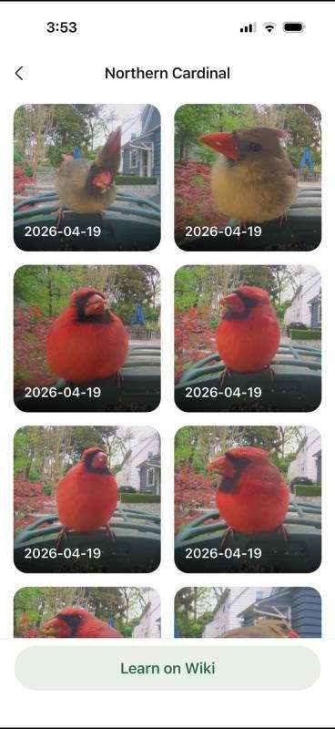 Kiwibit Bird Feeder 2