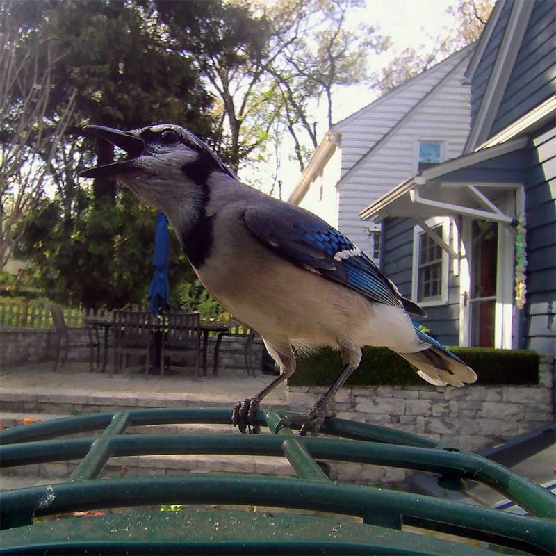 Kiwibit Bird Feeder 2