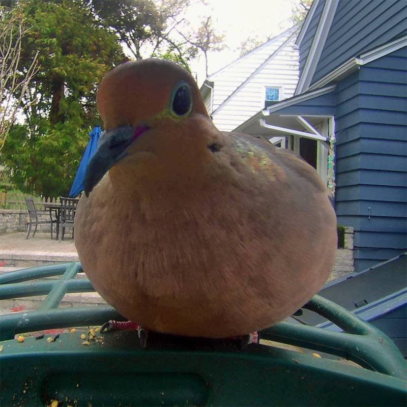 Kiwibit Bird Feeder 2