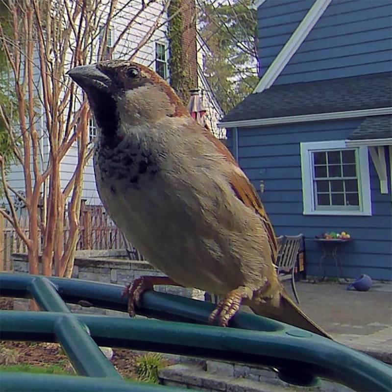 Kiwibit Bird Feeder 2