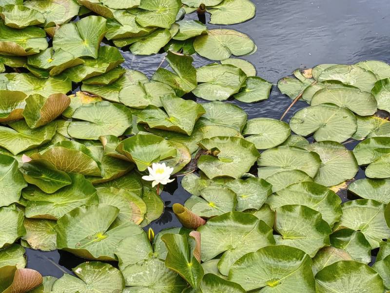 Xiaomi 17T Smartphone Review: The Imported Android Phone That Made Me Look Like a Better Photographer 17 Xiaomi 17T Smartphone Review: The Imported Android Phone That Made Me Look Like a Better Photographer
