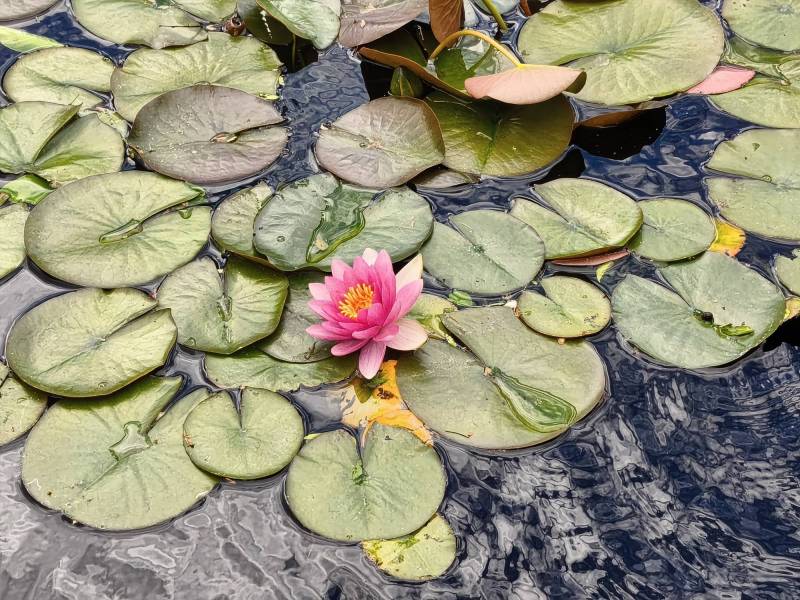 Xiaomi 17T Smartphone Review: The Imported Android Phone That Made Me Look Like a Better Photographer 16 Xiaomi 17T Smartphone Review: The Imported Android Phone That Made Me Look Like a Better Photographer