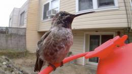 Birdfy Hum
