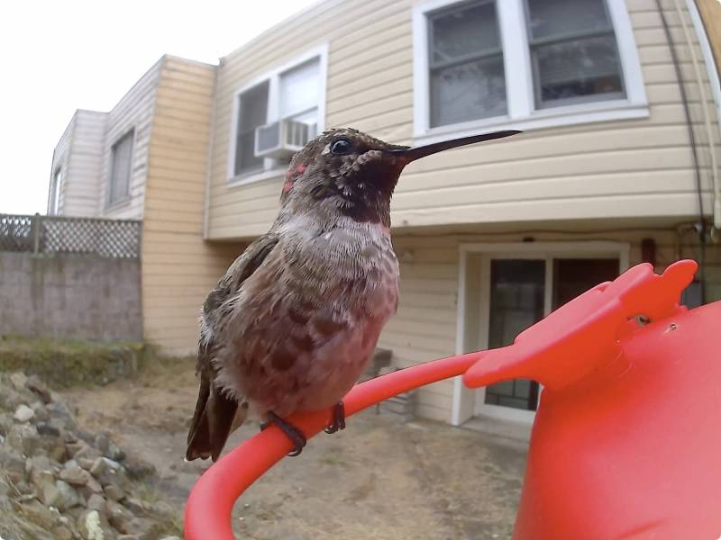 Birdfy Hum Feeder Duo Smart Hummingbird Feeder Review: Watch Nature's Acrobats in Action! 1 Birdfy Hum