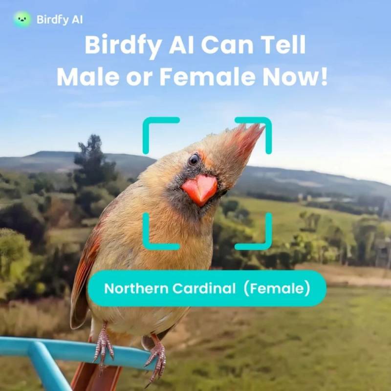 3 Exciting Birdfy Gadgets Deliver the Ultimate Backyard Birdwatching Upgrade 3 Bidfy Feeder Metal 2 4K