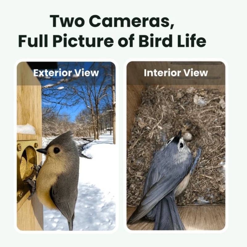 3 Exciting Birdfy Gadgets Deliver the Ultimate Backyard Birdwatching Upgrade 12 Birdfy Nest Duo