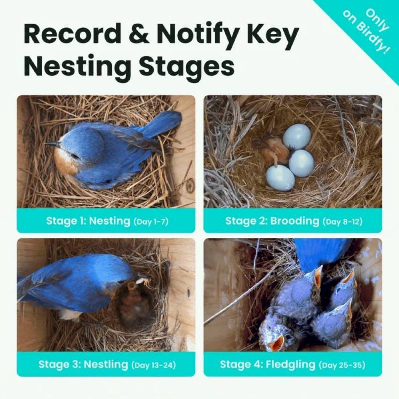 3 Exciting Birdfy Gadgets Deliver the Ultimate Backyard Birdwatching Upgrade 11 Birdfy Nest Duo