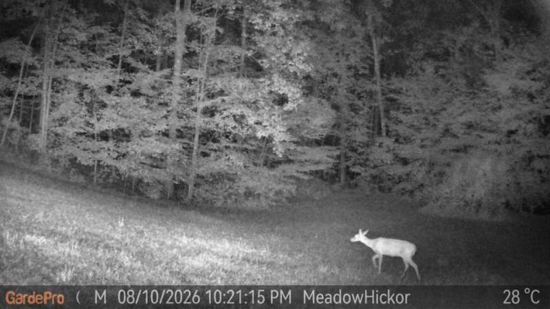 GardePro Link 1.0 Long-Range WiFi Trail Camera Review: The Trail Camera System I Liked Enough to Buy More of Myself 9 GardePro R3 Pro trail cam night vision image example