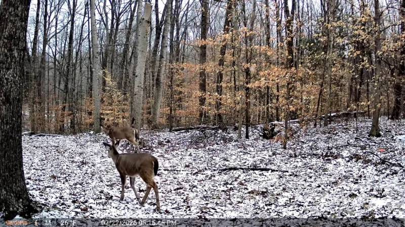 GardePro Link 1.0 Long-Range WiFi Trail Camera Review: The Trail Camera System I Liked Enough to Buy More of Myself 8 GardePro example motion capture picture of deer in the snow