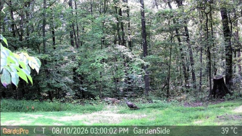 GardePro Link 1.0 Long-Range WiFi Trail Camera Review: The Trail Camera System I Liked Enough to Buy More of Myself 10 GardePro R3 Pro trail cam day time photo