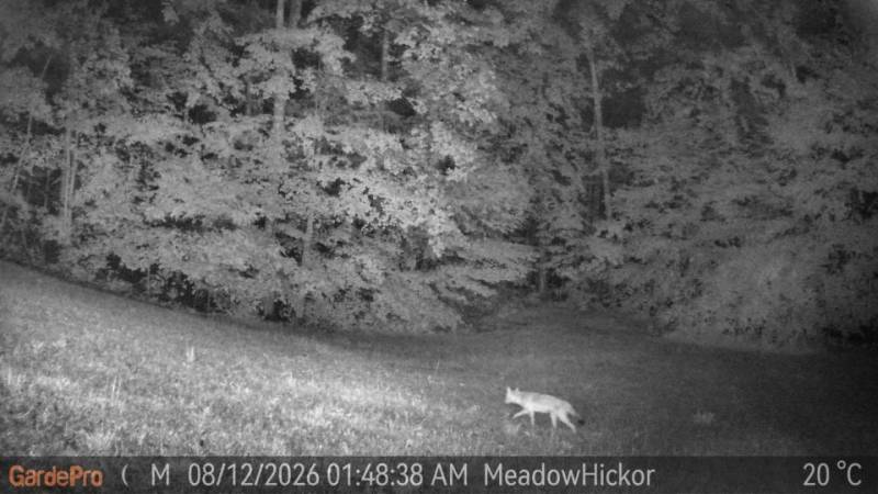 GardePro Link 1.0 Long-Range WiFi Trail Camera Review: The Trail Camera System I Liked Enough to Buy More of Myself 11 GardePro R3 Pro trail cam night time coyote picture