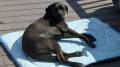 Rywell Arc-Chill 3.0 Dog Cooling Mat Review: The Dog Said No, the Thermal Camera Said Yes