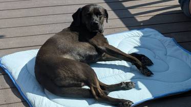 Rywell Arc-Chill 3.0 Dog Cooling Mat Review: The Dog Said No, the Thermal Camera Said Yes