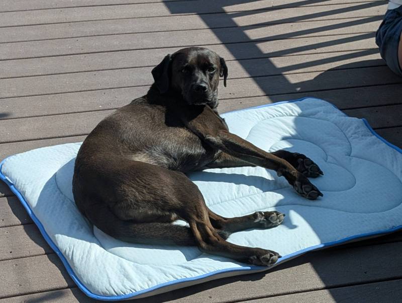 Rywell Arc-Chill 3.0 Dog Cooling Mat Review 7 Rywell Arc-Chill 3.0 Dog Cooling Mat with dog