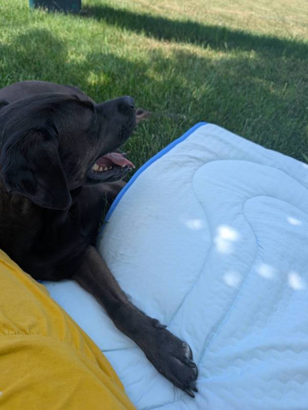 Rywell Arc-Chill 3.0 Dog Cooling Mat Review 2 Rywell Arc-Chill 3.0 Dog Cooling Mat with dog