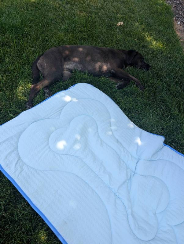 Rywell Arc-Chill 3.0 Dog Cooling Mat Review 9 Rywell Arc-Chill 3.0 Dog Cooling Mat near dog