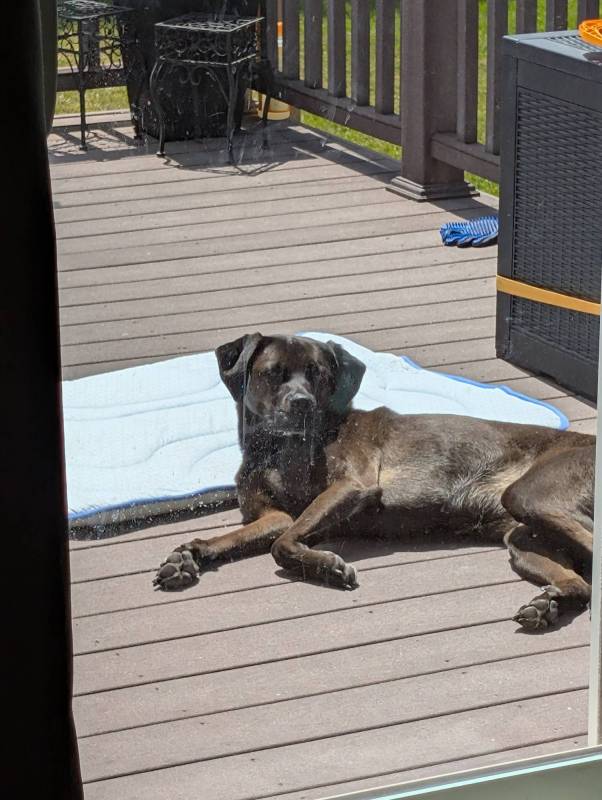 Rywell Arc-Chill 3.0 Dog Cooling Mat Review 8 Rywell Arc-Chill 3.0 Dog Cooling Mat with dog