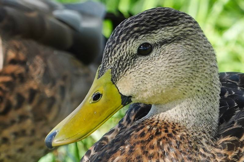 Sony RX10V 25x High Zoom Digital Camera Review: The Ultimate Travel Camera Finally Gets an Update 34 Sony RX10V 25x High Zoom Camera