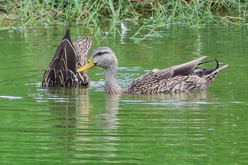 Sony RX10V 25x High Zoom Digital Camera Review: The Ultimate Travel Camera Finally Gets an Update 60 Sony RX10V 25x High Zoom Camera
