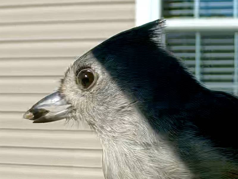 Kiwibit Bird Feeder 2 Pro 4K AI Camera with Solar Panel Review: Smart Enough to Know Who's Stopping by for Breakfast 16 Deatil of a Tufted Titmouse captured by the Kiwibit Bird Feed 2 Pro