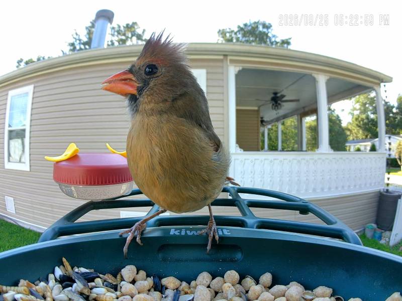 Kiwibit Bird Feeder 2 Pro 4K AI Camera with Solar Panel Review: Smart Enough to Know Who's Stopping by for Breakfast 17 Kiwibit Bird Feed 2 Pro