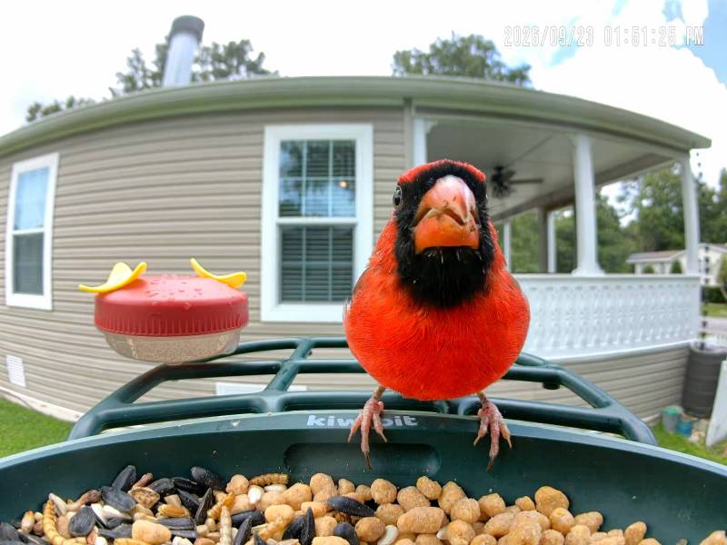 Kiwibit Bird Feeder 2 Pro 4K AI Camera with Solar Panel Review: Smart Enough to Know Who's Stopping by for Breakfast 18 Kiwibit Bird Feed 2 Pro