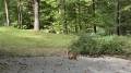 My lawn care supervisor watching the MOVA LiDAX Ultra 2000