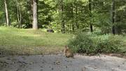 My lawn care supervisor watching the MOVA LiDAX Ultra 2000