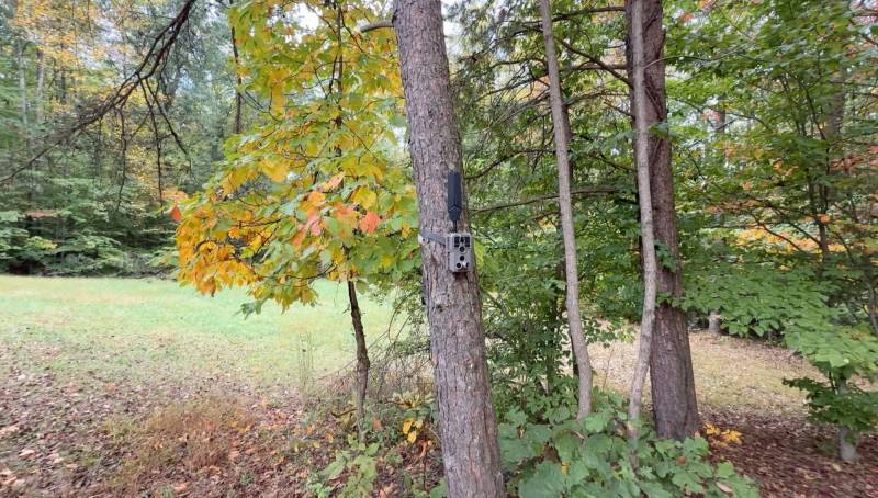 GardePro X66 3.0 Ultra Cellular Trail Camera Review: 8 GardePro X66 3.0 Ultra trail cam mounted to a tree