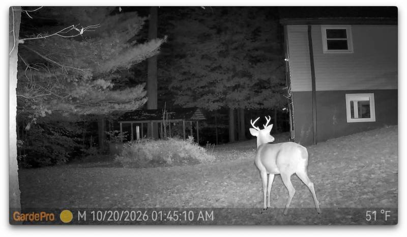 GardePro X66 3.0 Ultra Cellular Trail Camera Review: 11 Night view capture