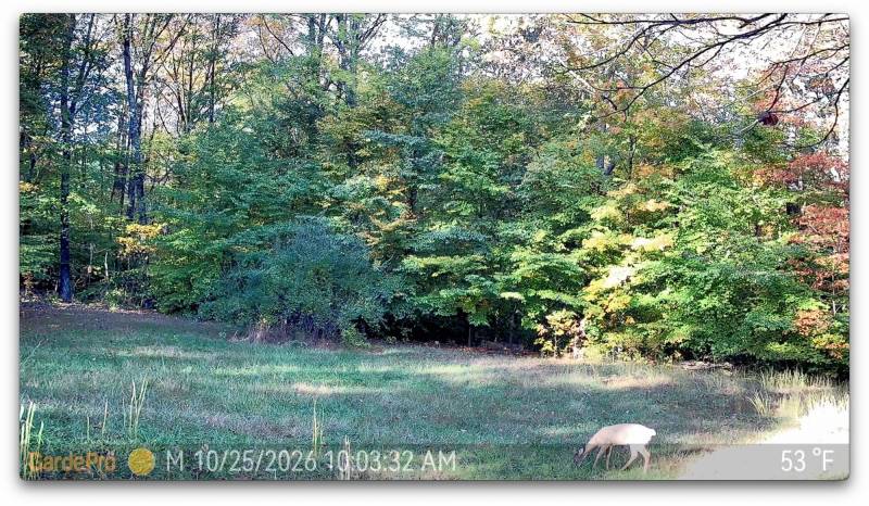 GardePro X66 3.0 Ultra Cellular Trail Camera Review: 12 Daytime footage